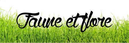 Rubrique faune et flore